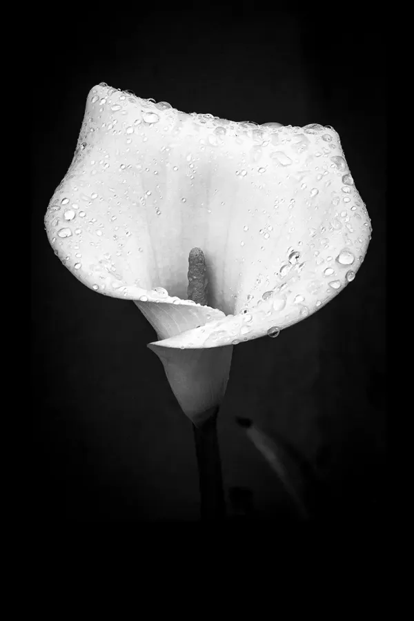 He Clothes the Lilies