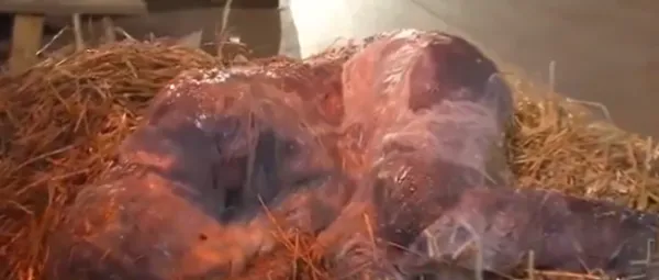 German Diocese Apologizes After Youth Event Features Jesus Made of Slime